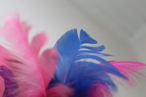 Pictures of feathers - Luscious blog - feather pix.jpg